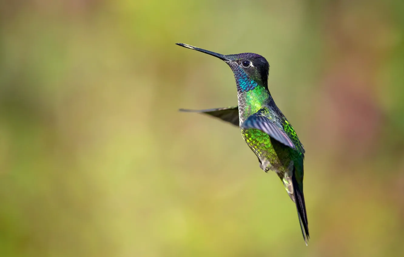 Photo wallpaper background, bird, Hummingbird, flight