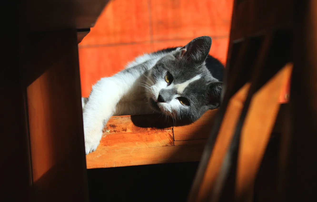 Photo wallpaper cat, look, orange, pose, background, furniture, shadow, lies