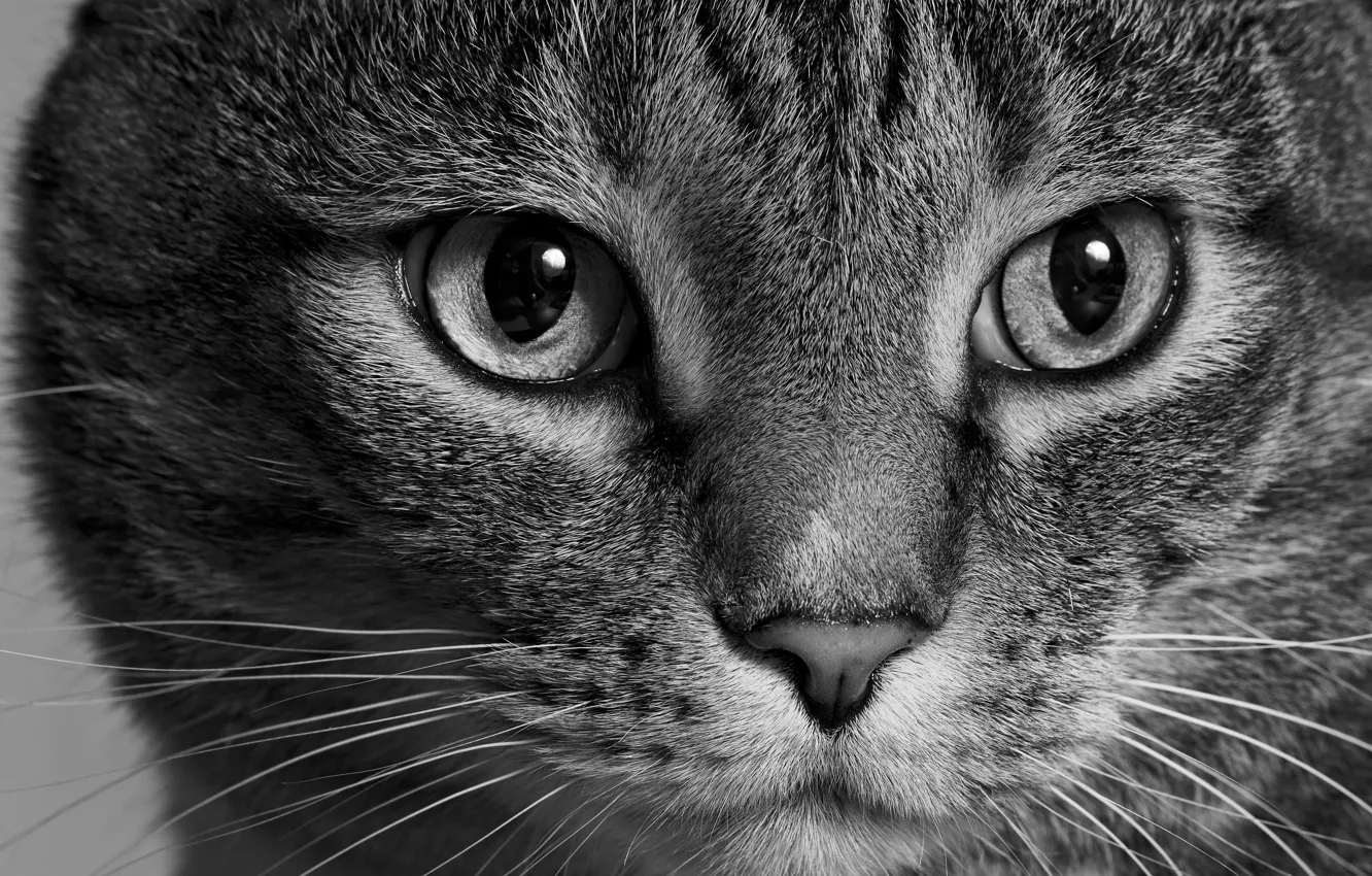 Photo wallpaper cat, cat, look, face, black and white, monochrome