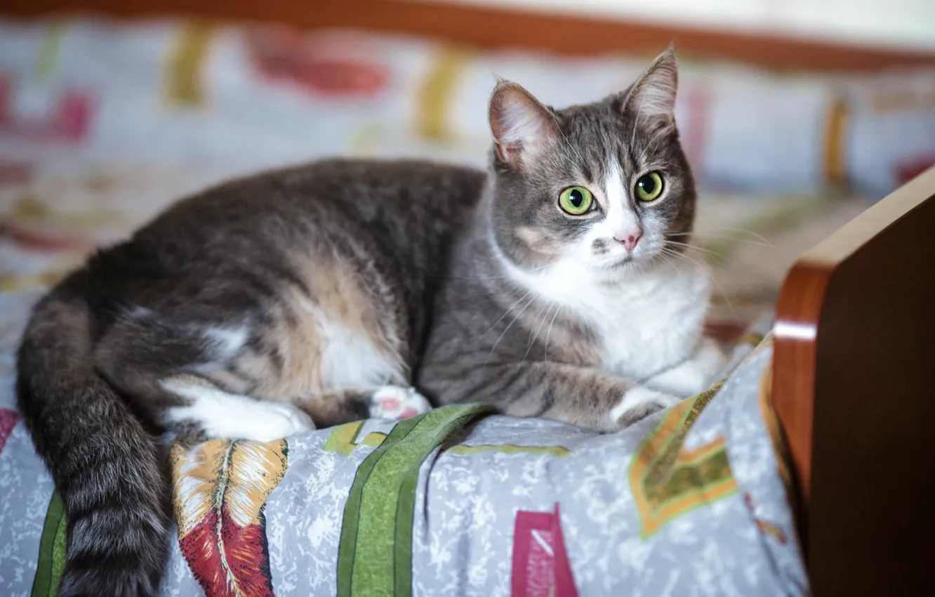 Photo wallpaper cat, cat, grey, bed, bed, lies, blanket