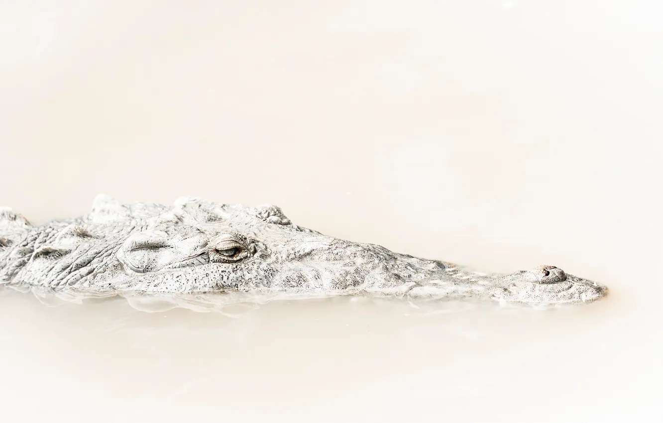 Photo wallpaper eyes, head, crocodile, reptile