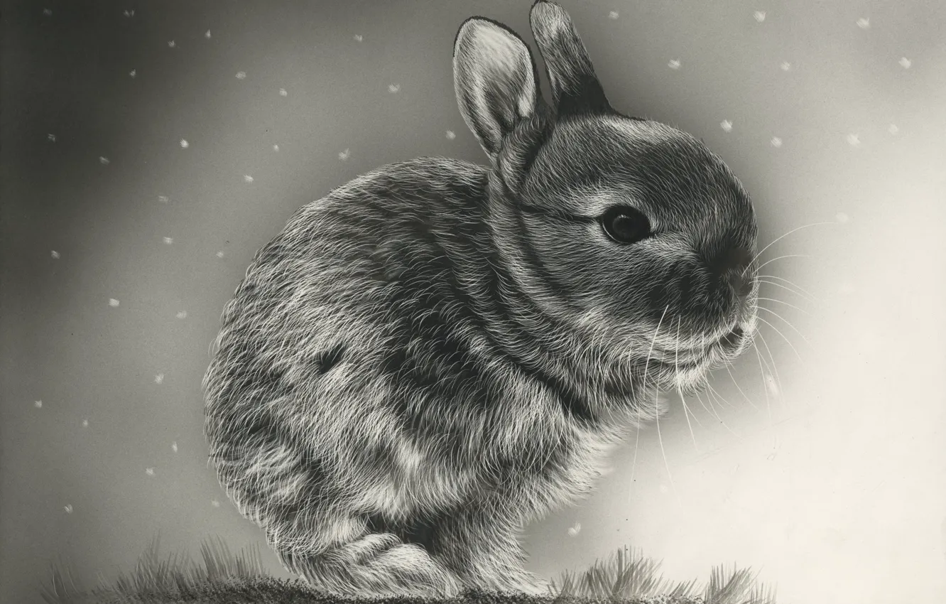 Photo wallpaper background, rabbit, art