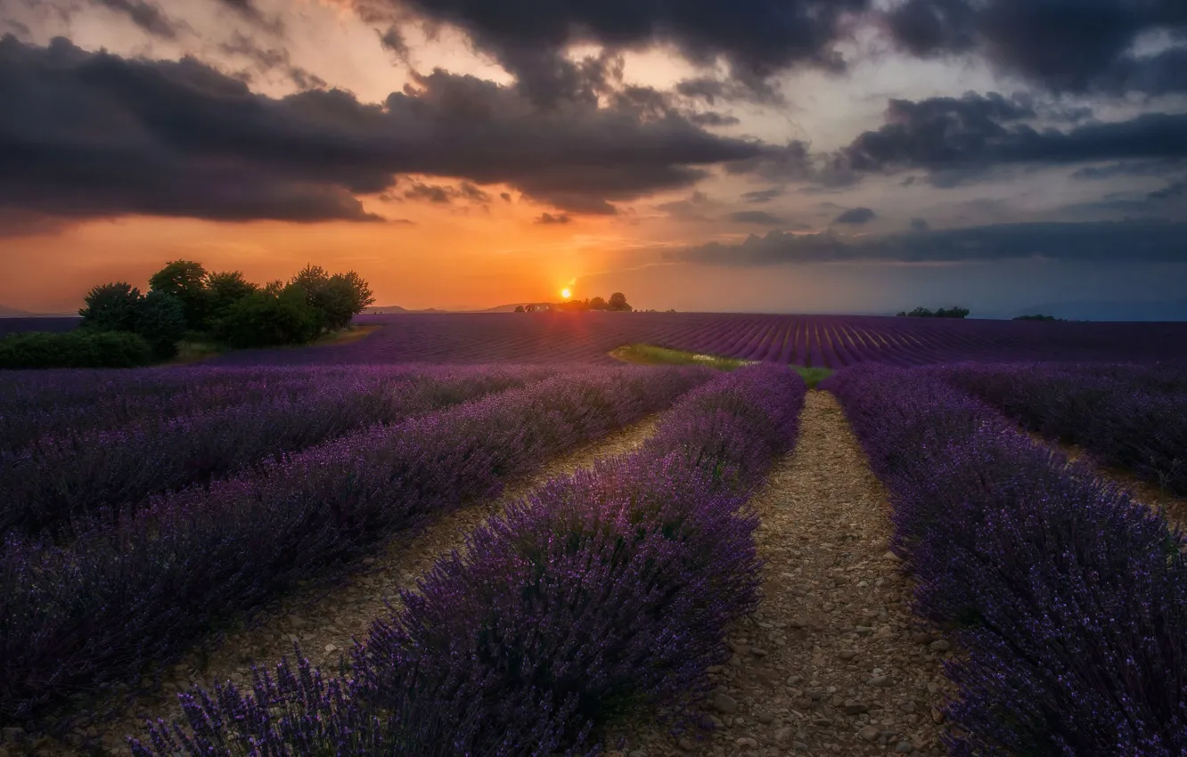 Photo wallpaper field, summer, the sky, the sun, clouds, sunset, flowers, clouds