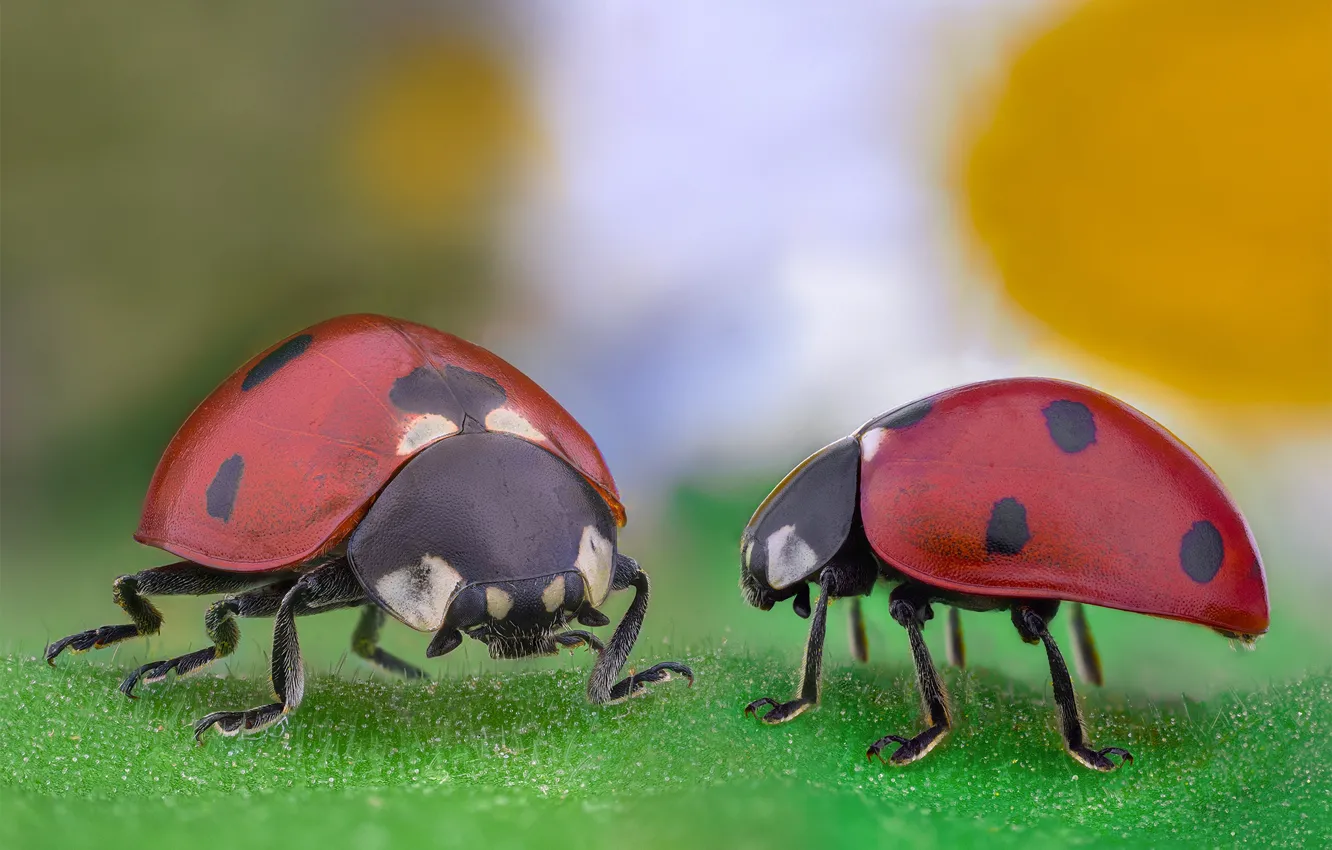 Photo wallpaper macro, background, two, leaf, ladybug, beetle, Duo, ladybugs
