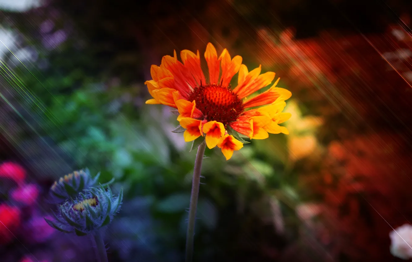 Photo wallpaper macro, flowers, nature, flower, flowers, macro flowers nature