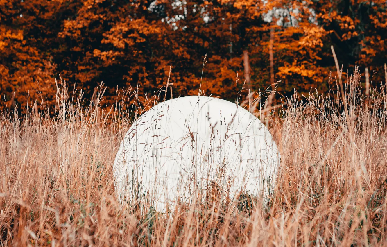 Photo wallpaper autumn, grass, trees, nature, balls