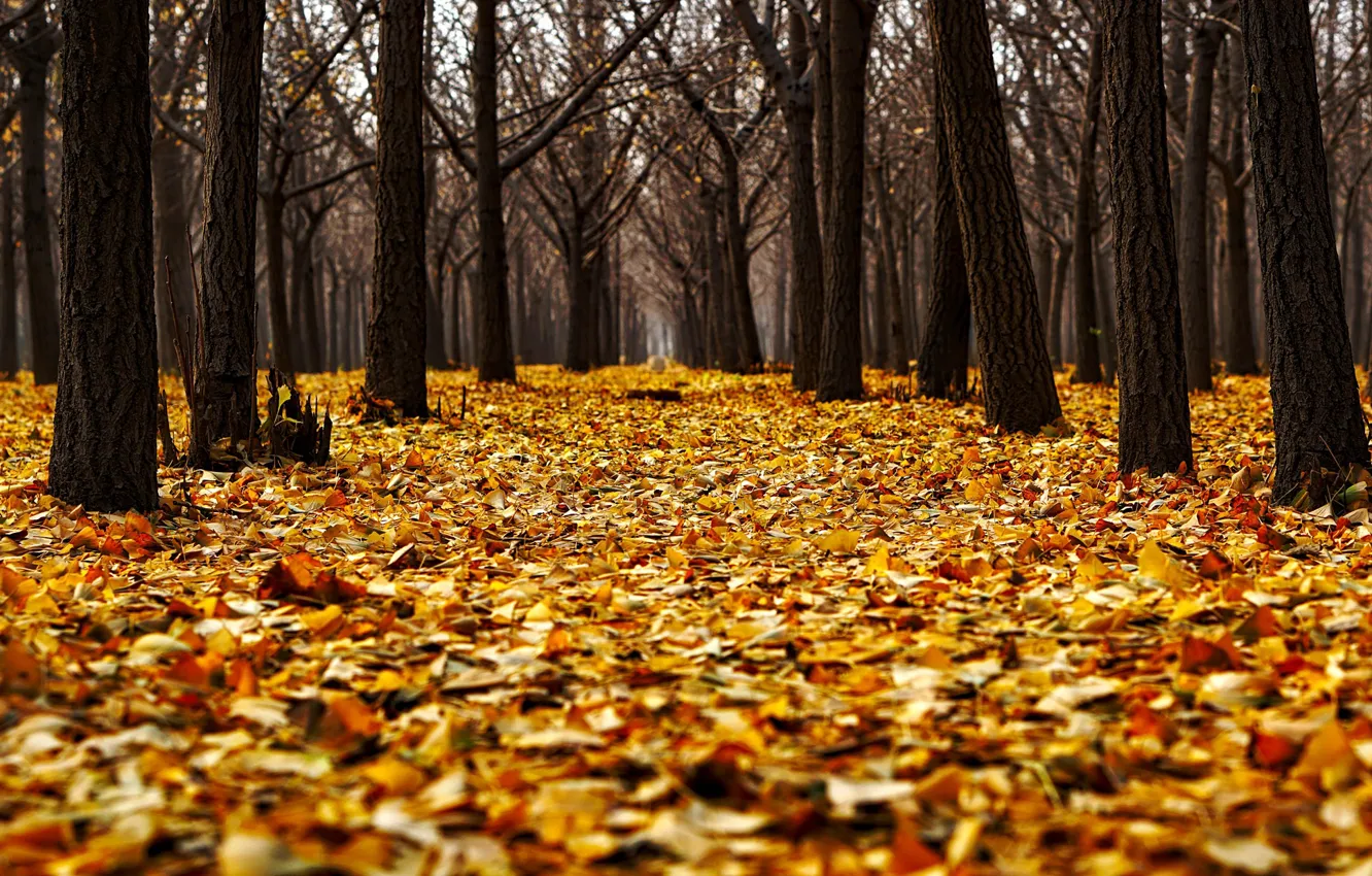 Photo wallpaper autumn, forest, leaves, trees, Park, yellow