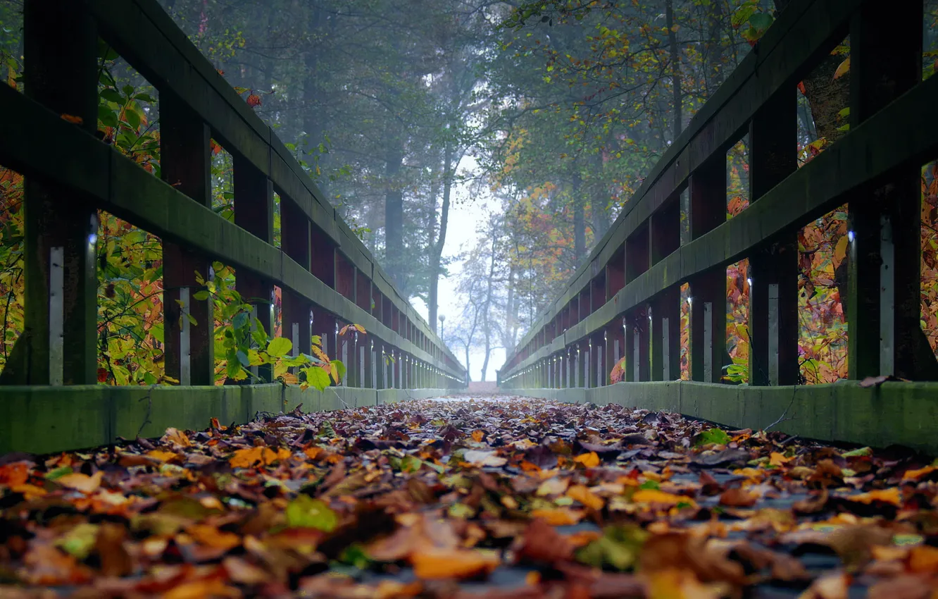 Photo wallpaper autumn, leaves, trees, fog, the bridge, ultra hd, autumn in the forest, bridge in the …