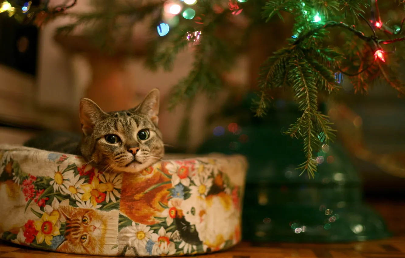 Photo wallpaper gift, tree, garland