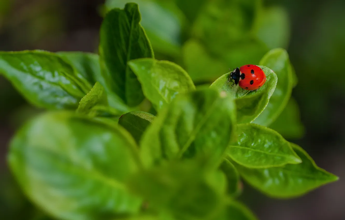 Photo wallpaper summer, leaves, macro, nature, ladybug, beetle