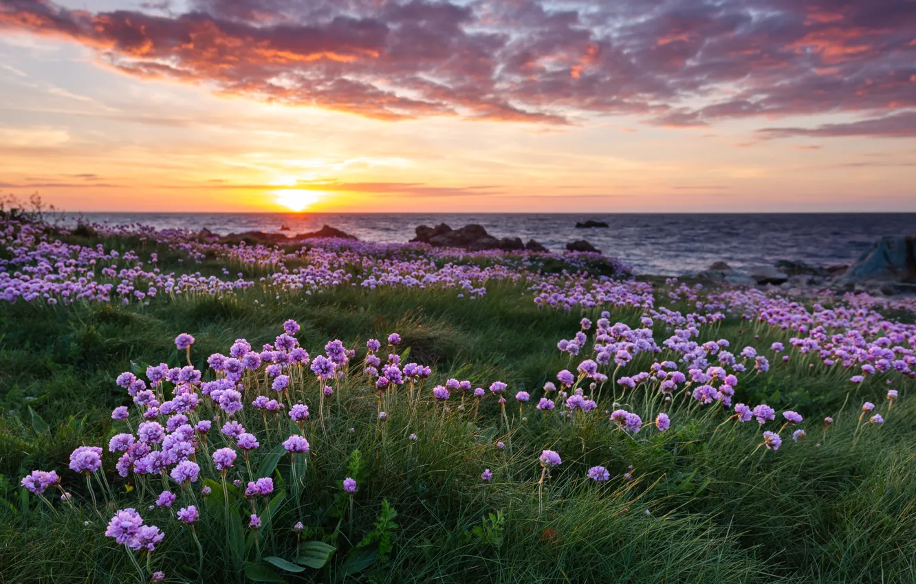 Photo wallpaper grass, landscape, sunset, flowers, nature, Strait, shore, The Channel