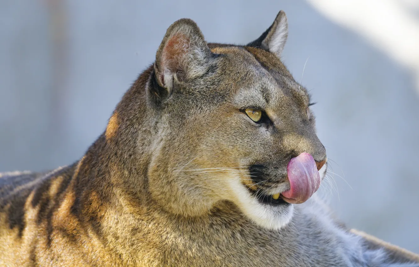 Photo wallpaper language, face, Puma