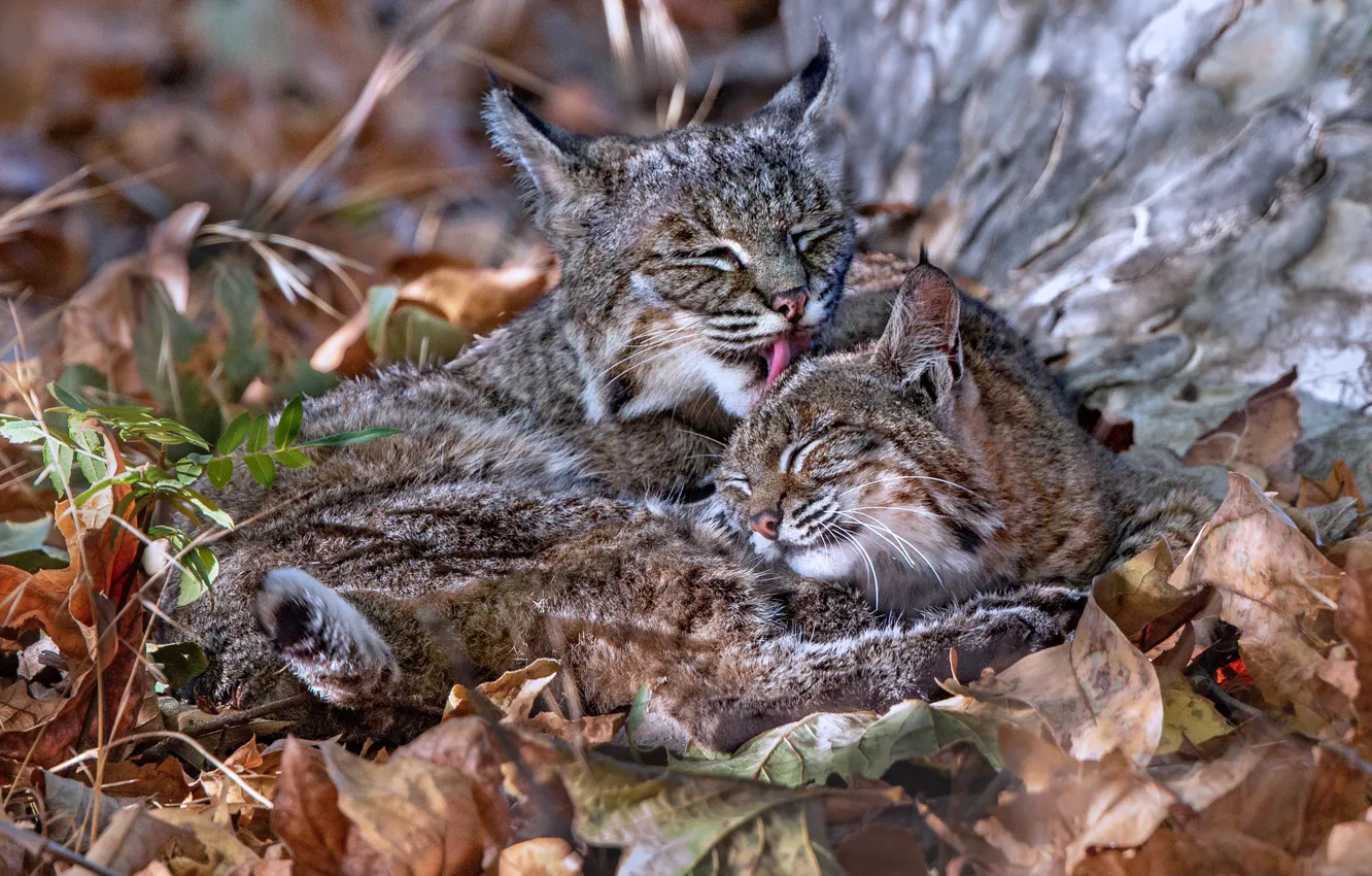Photo wallpaper leaves, cub, wild cats, lynx, a mother's love