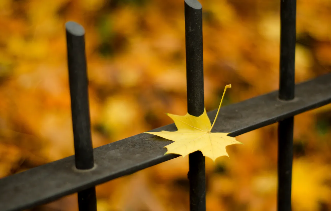 Photo wallpaper autumn, leaves, macro, nature, the fence, nature, autumn, leaves