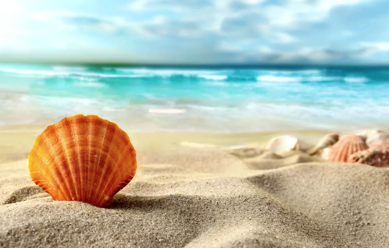 Photo wallpaper sand, sea, beach, shell, summer, beach, sea, sand