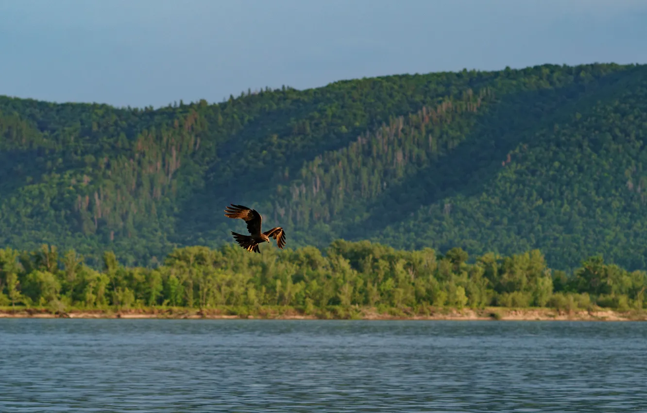 Photo wallpaper forest, river, bird, Vadim Mironov