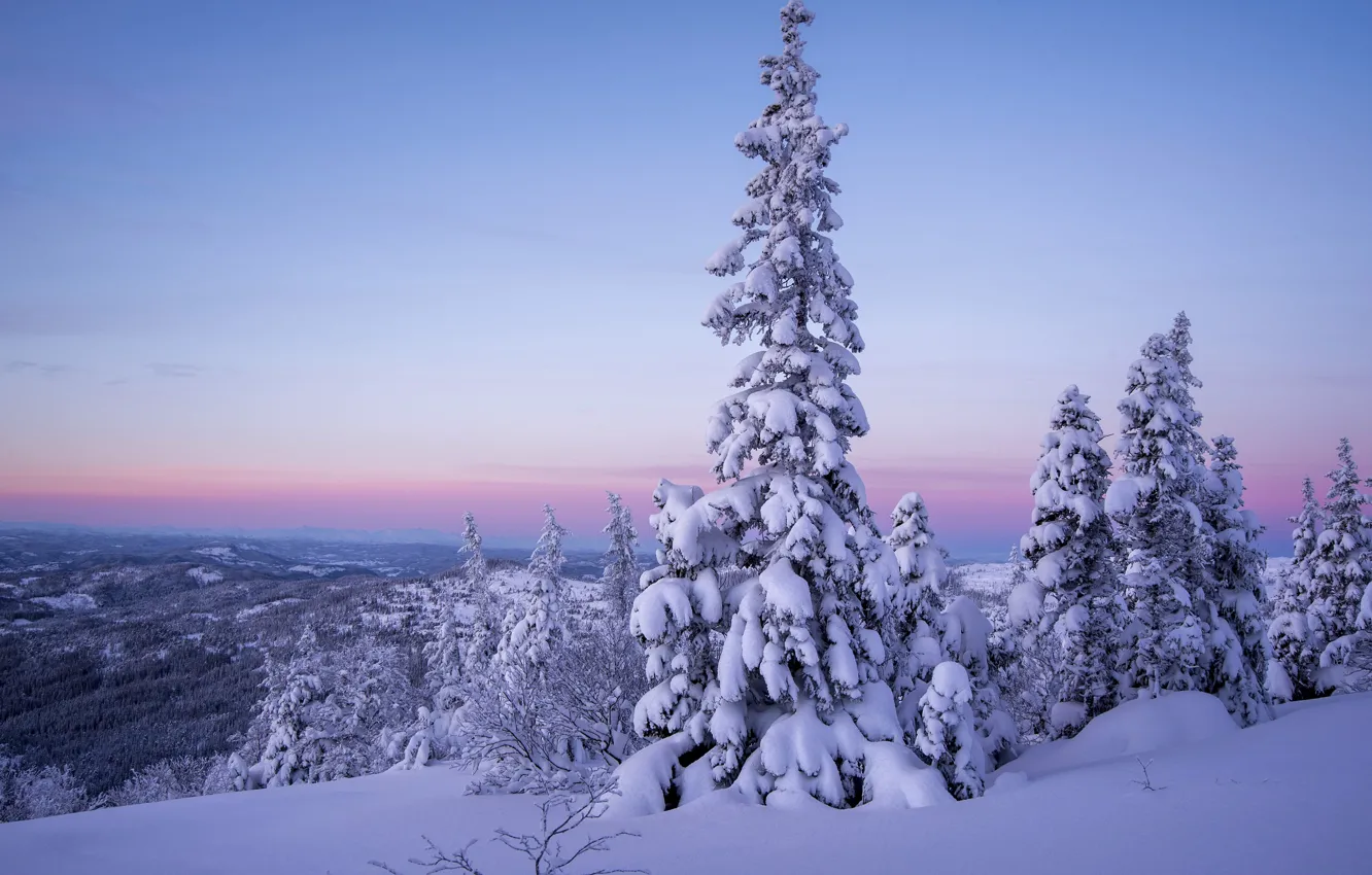 Photo wallpaper winter, snow, trees, landscape, sunset, winter, snow, evening