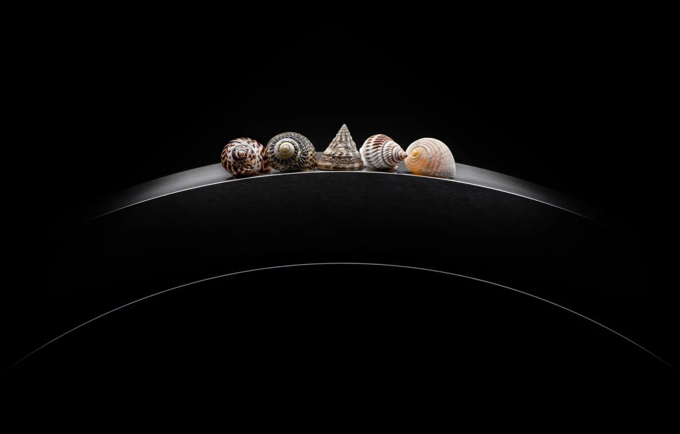 Photo wallpaper shell, seashells, Adam Neuba