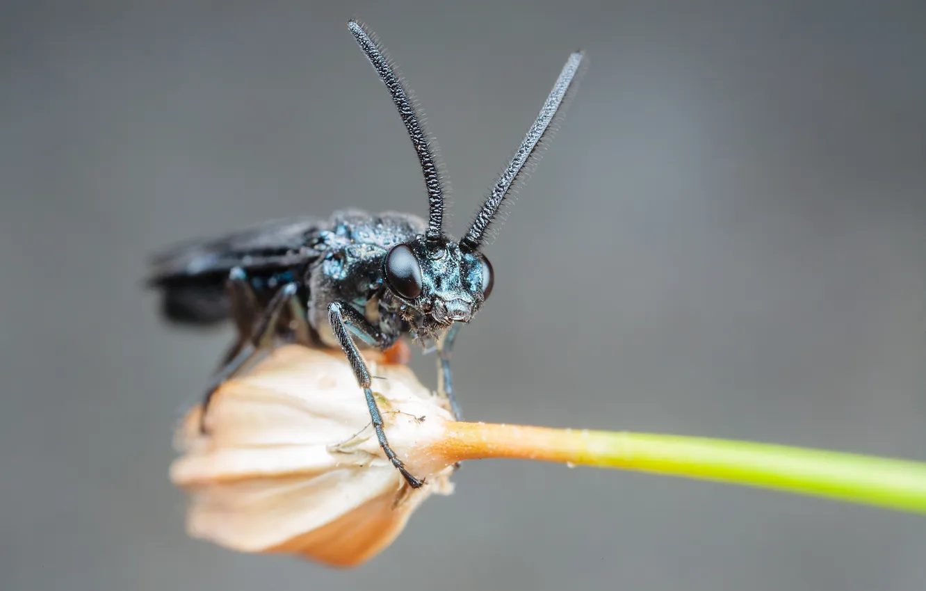 Photo wallpaper stem, insect, bokeh