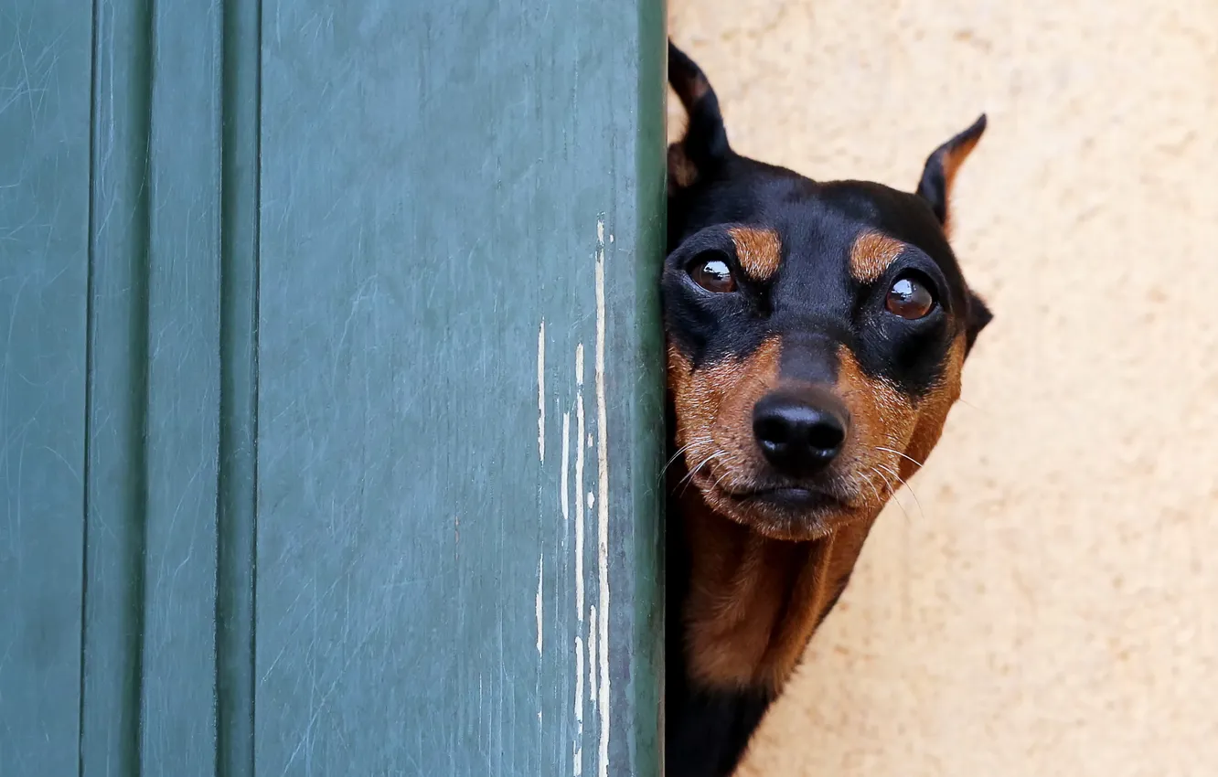 Photo wallpaper look, each, dog