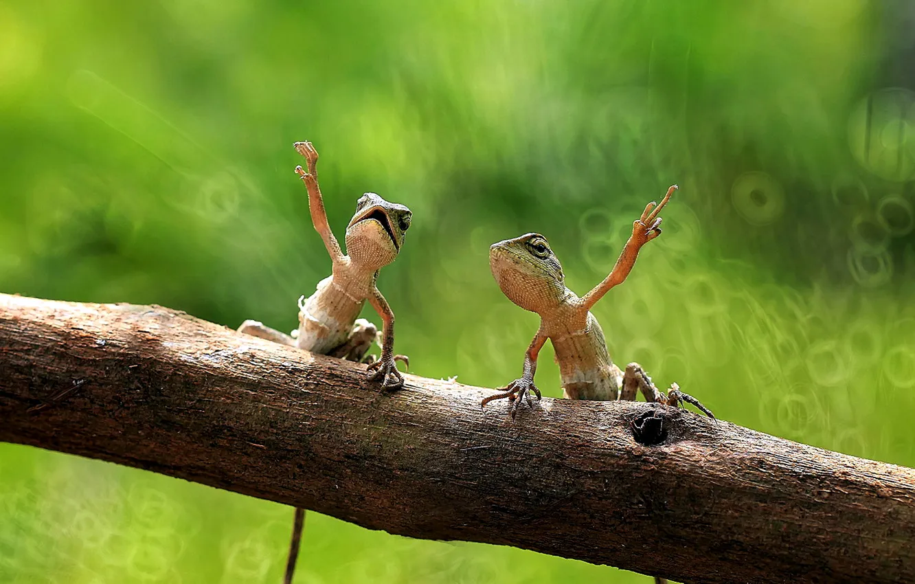 Photo wallpaper paws, lizard, pair, log, sitting