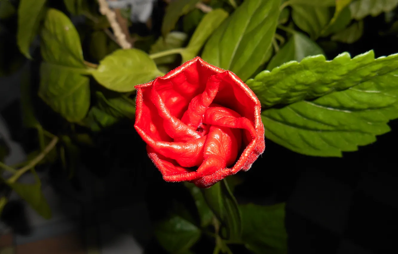 Photo wallpaper leaves, flowers, roses