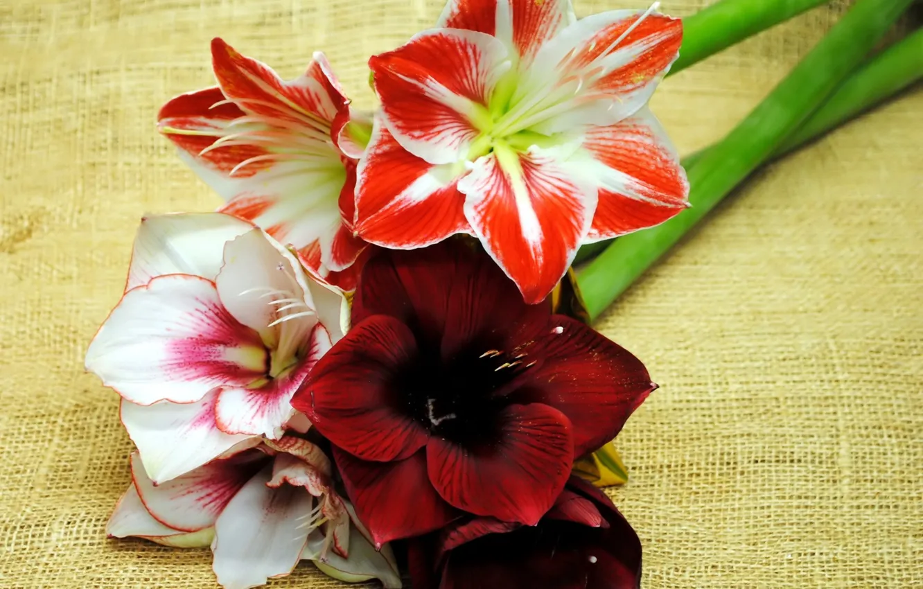Photo wallpaper flowers, background, Amarilis