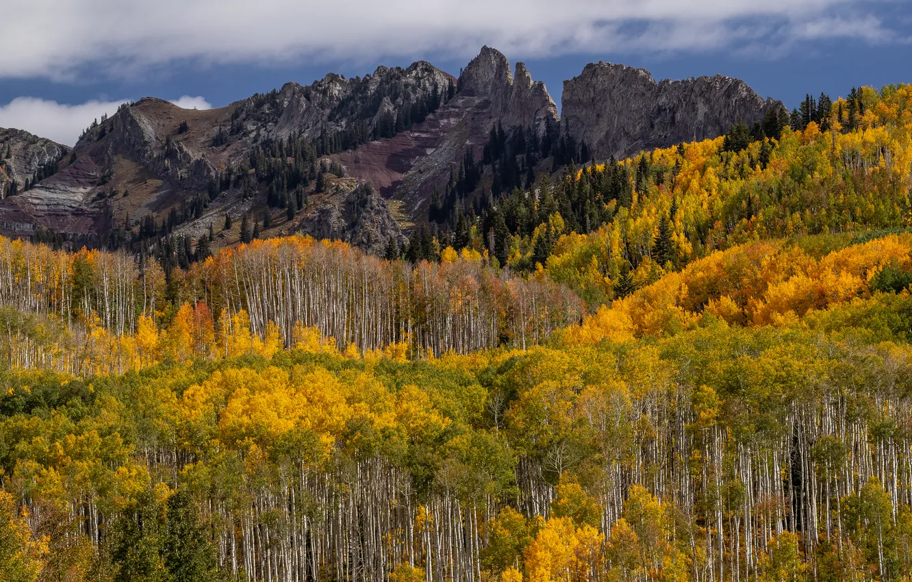 Photo wallpaper autumn, forest, mountains, rocks, tops, slope, Golden autumn