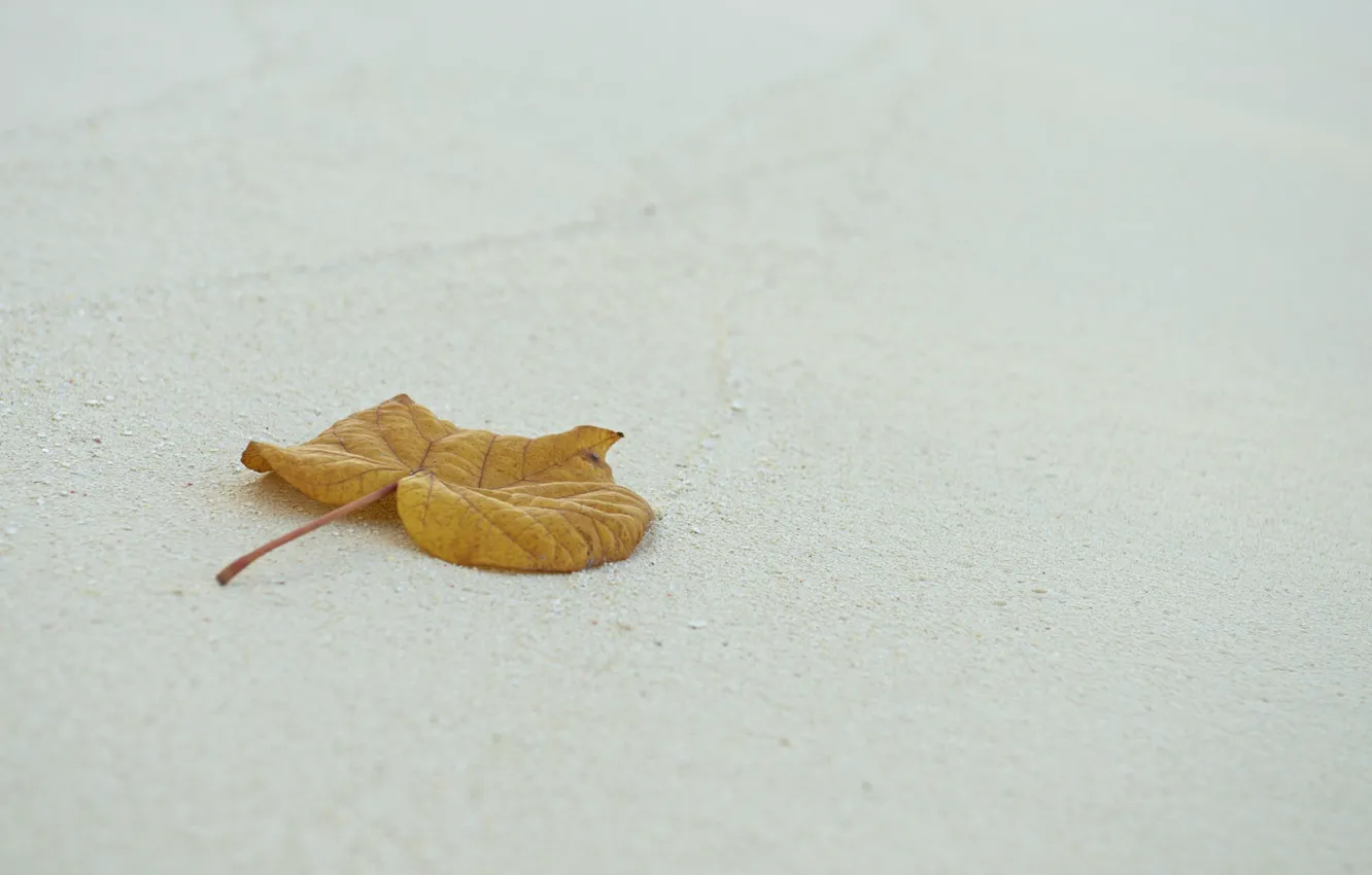 Photo wallpaper sand, sheet, leaf, photo, photographer, Jamie Frith
