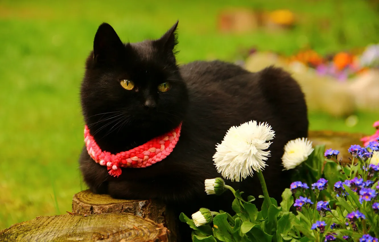 Photo wallpaper greens, summer, cat, look, flowers, red, nature, pose