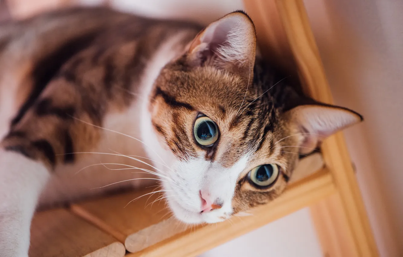 Photo wallpaper cat, eyes, cat