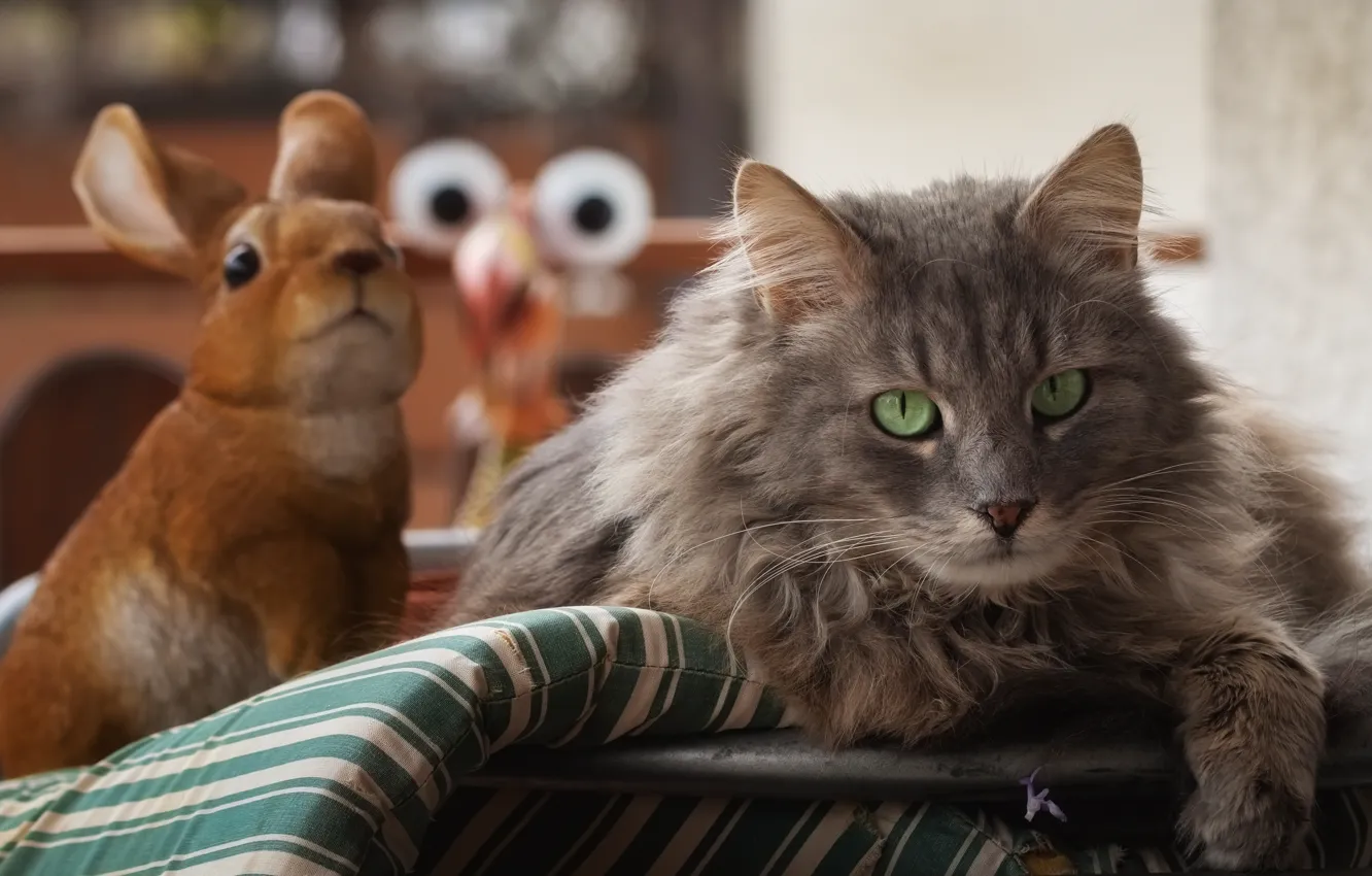 Photo wallpaper cat, cat, look, face, grey, toy, hare, portrait