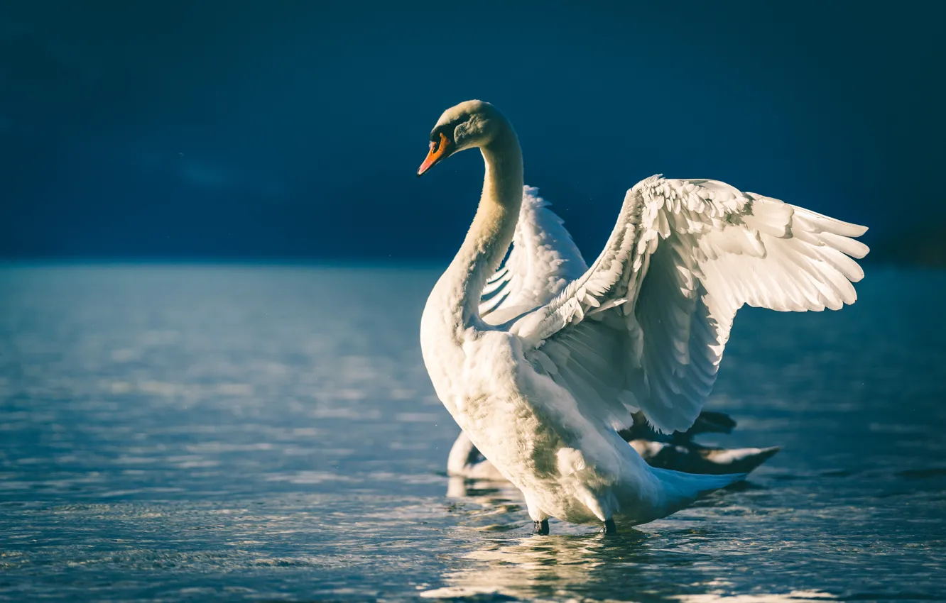 Photo wallpaper pose, flap, light, white, blue background, pond, bird, swans