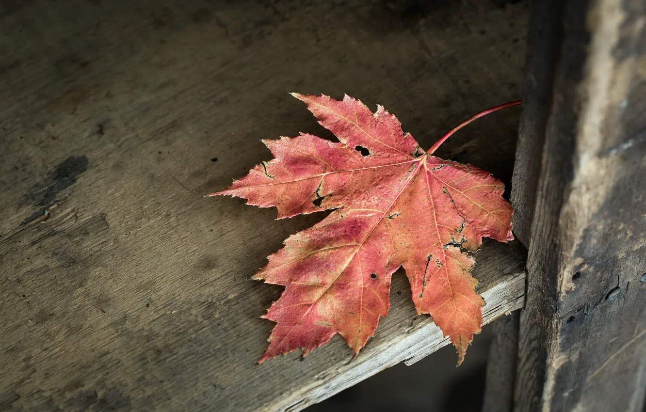 Photo wallpaper nature, background, maple leaf