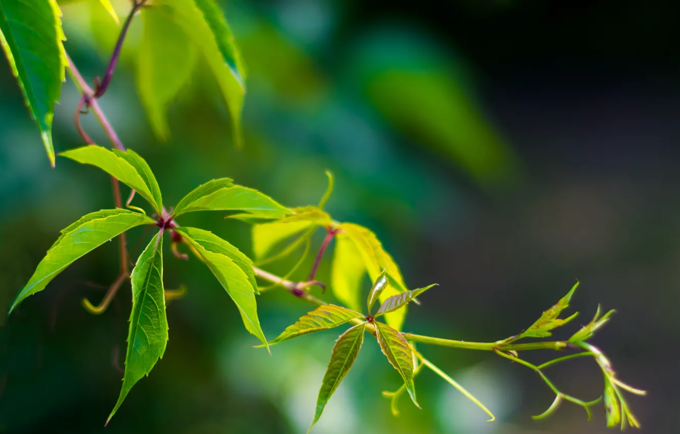 Photo wallpaper greens, summer, leaves