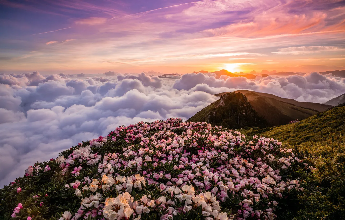 Photo wallpaper the sky, the sun, clouds, landscape, flowers, mountains, nature, fog