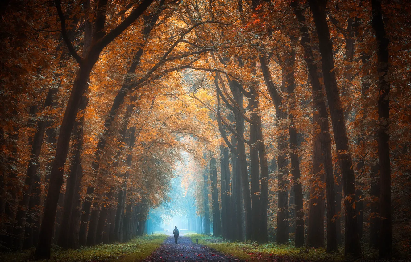 Photo wallpaper autumn, trees, alley