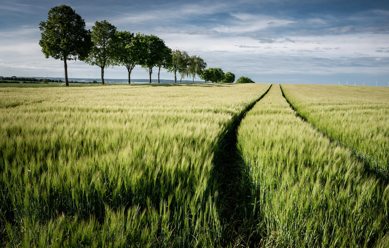 Photo wallpaper field, summer, nature