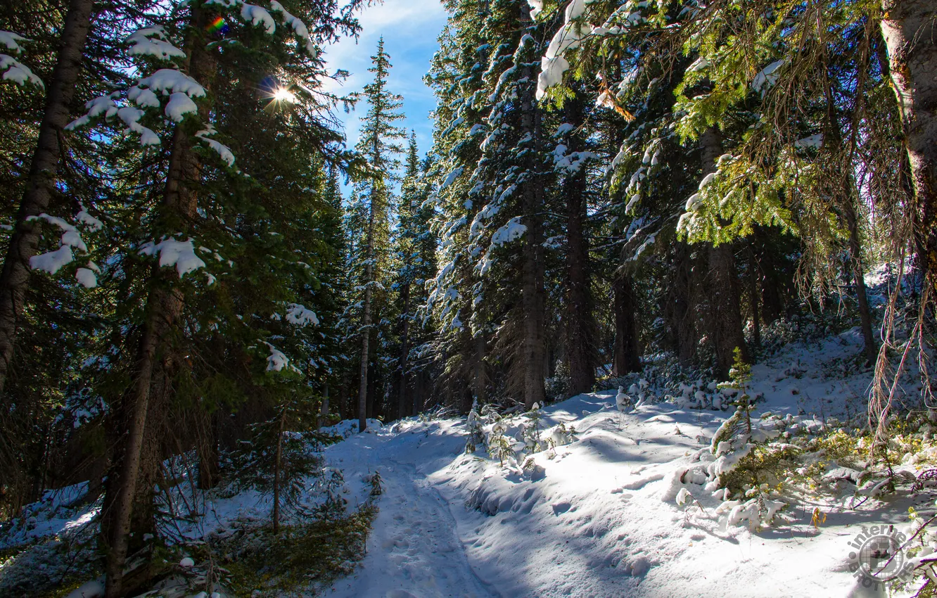 Photo wallpaper winter, forest, the sky, the sun, snow, trees, nature, USA