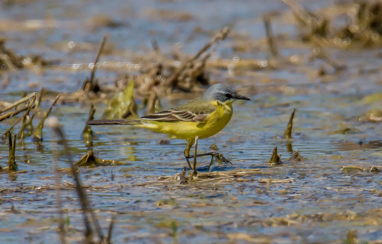 Photo wallpaper nature, bird, spring, Wagtail