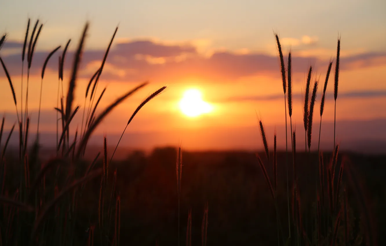Photo wallpaper field, summer, the sky, the sun, clouds, light, sunset, nature