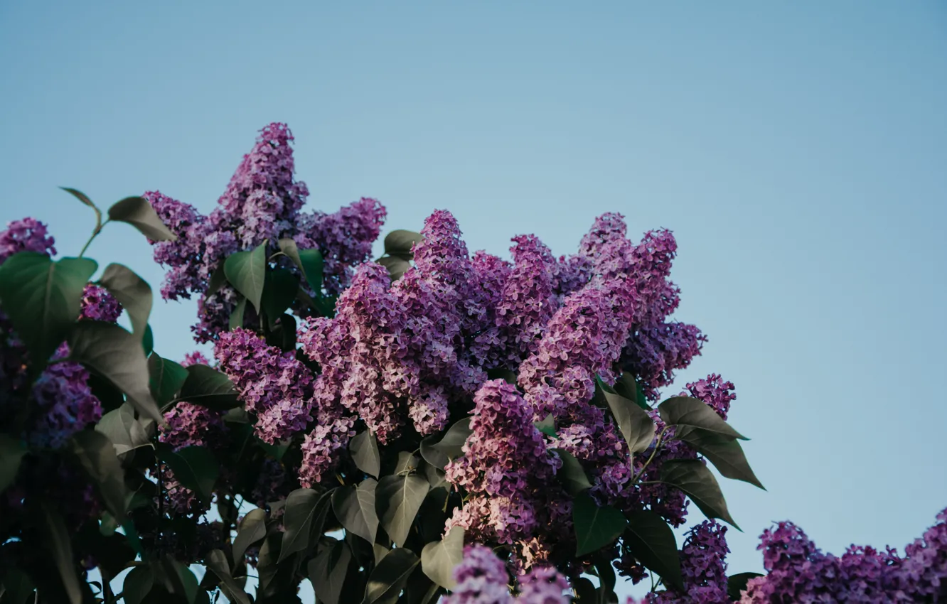 Photo wallpaper the sky, flowers, nature, lilac