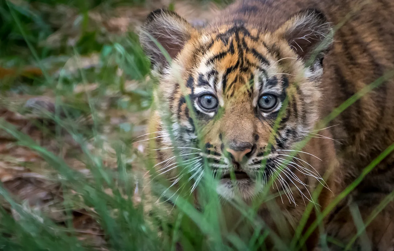 Photo wallpaper grass, look, Tiger, baby, muzzle, cub, hunter, tiger