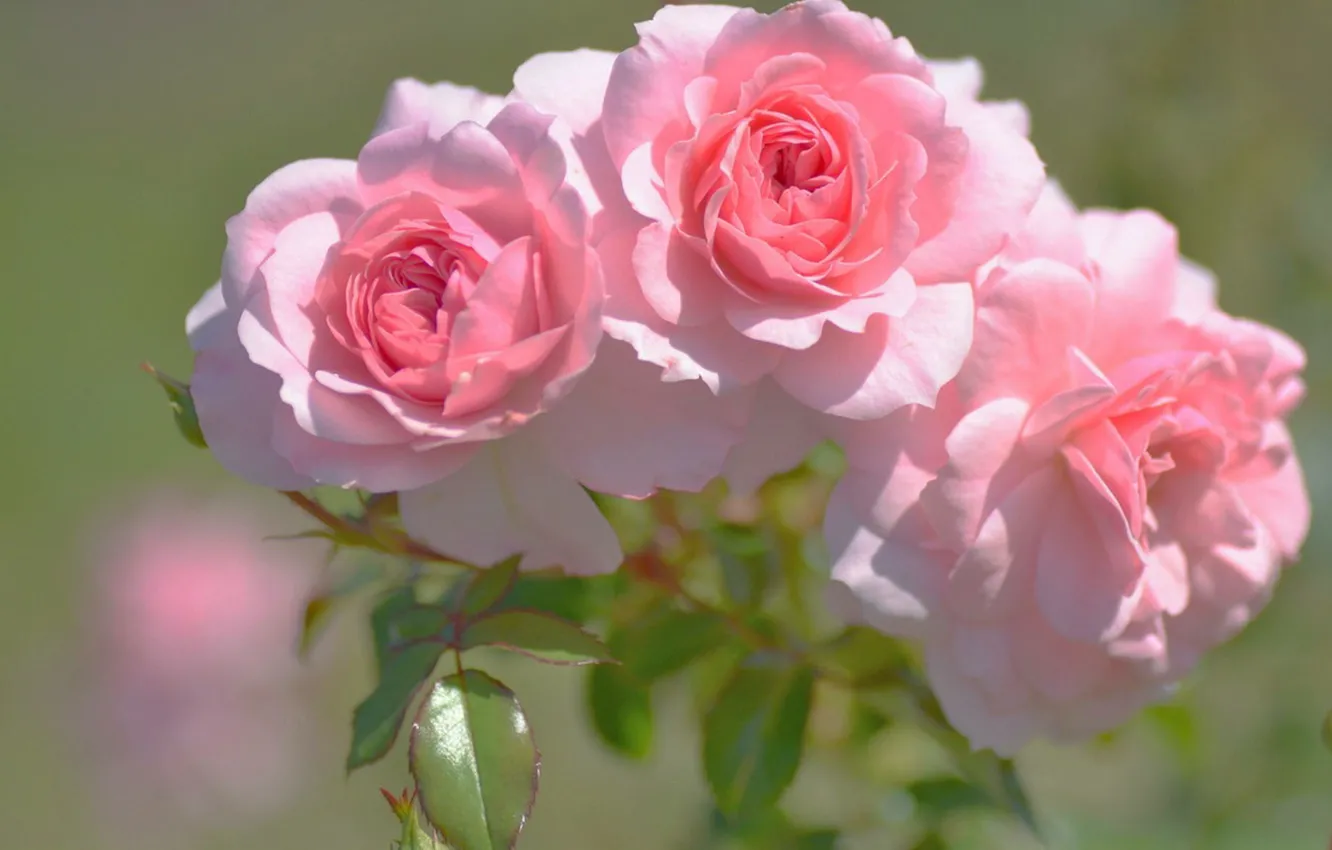 Photo wallpaper blurred background, three roses, pink buds