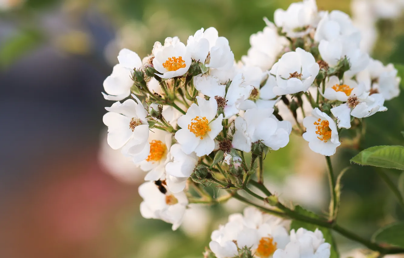 Photo wallpaper flowers, briar, white