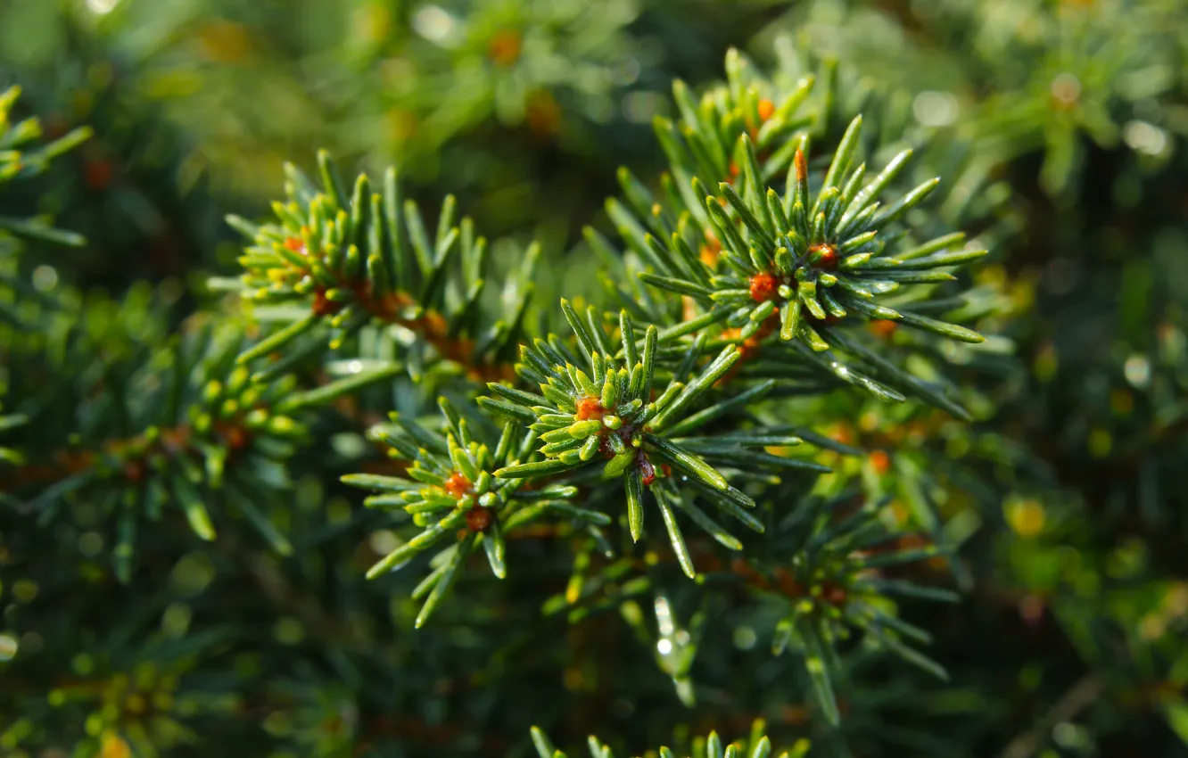 Photo wallpaper green, pine, twig