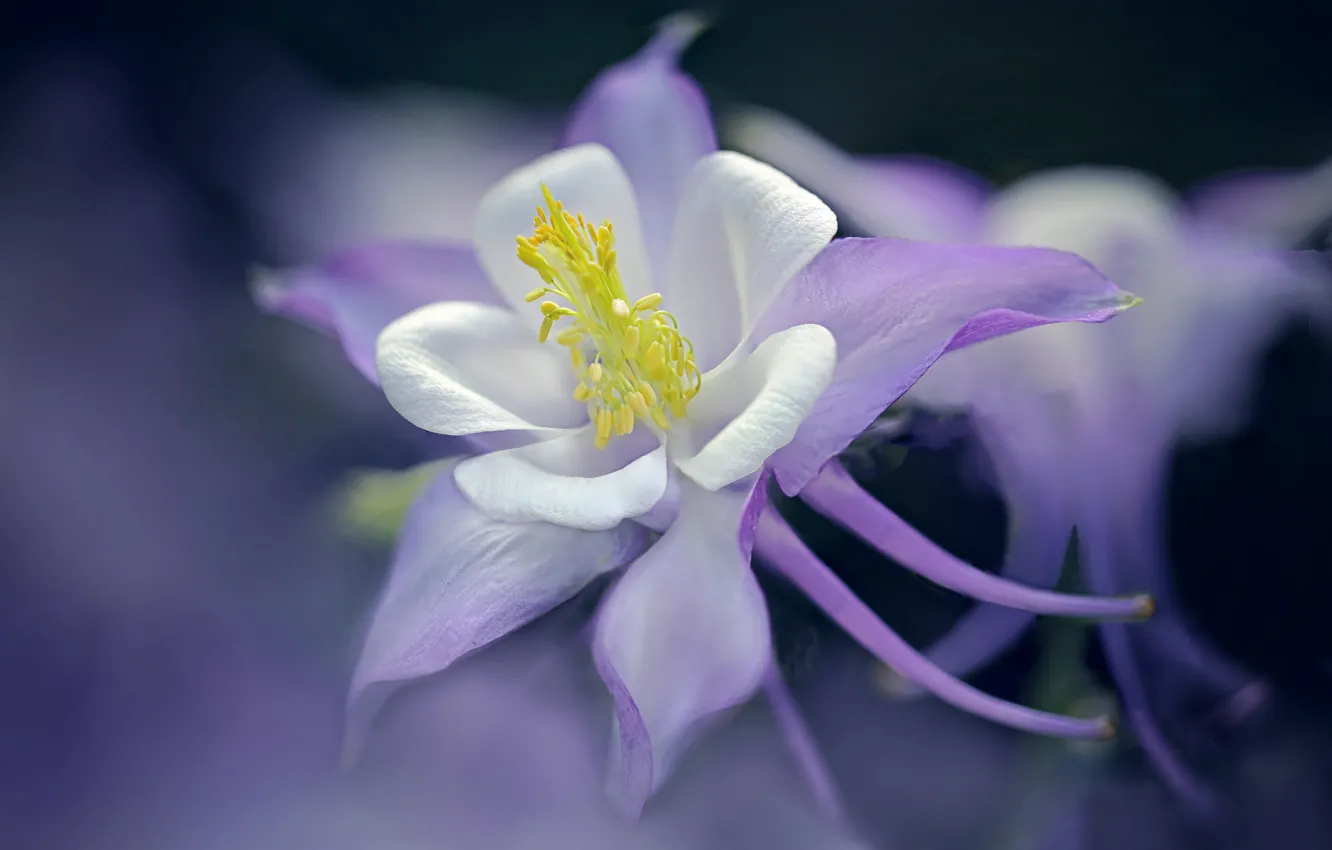 Photo wallpaper macro, petals, the catchment, Aquilegia
