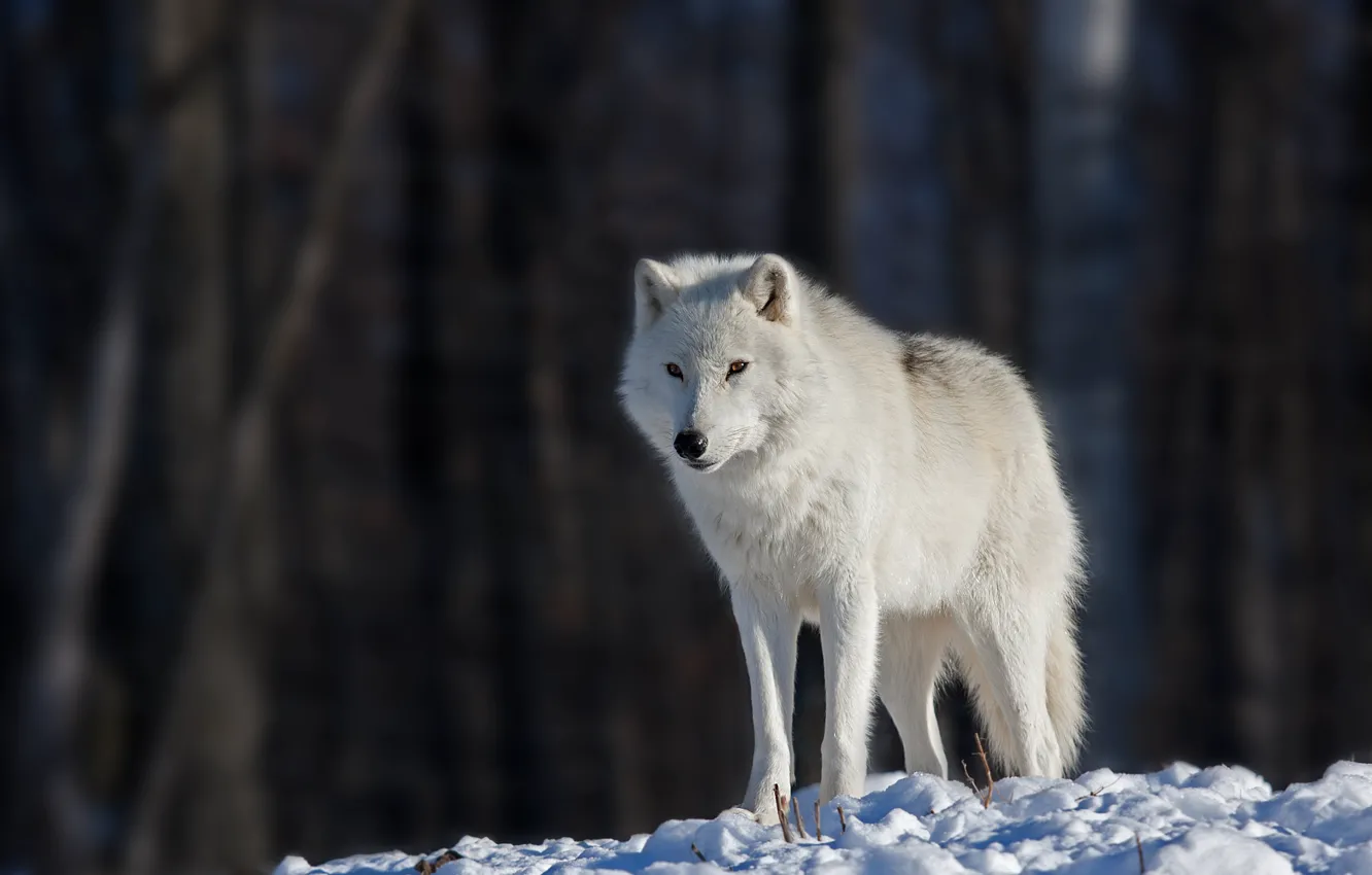 Photo wallpaper eyes, snow, eyes, snow, bokeh, bokeh, white wolf, white wolf