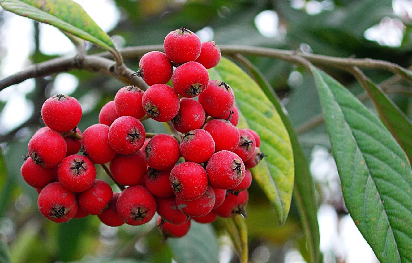 Photo wallpaper branches, red, berries, a thunderstorm