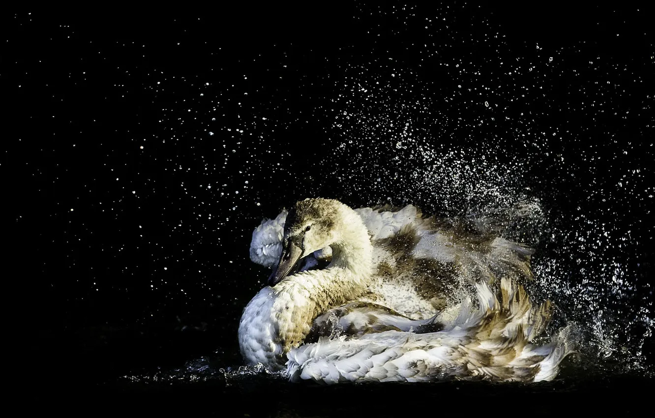 Photo wallpaper water, nature, bird, swans